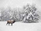Silent Strides Art Print