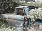 Rust Bucket Blooms Art Print