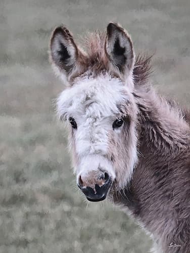 Fuzzy Donkey Impressionniste reproduction