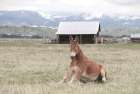Mountain Mule Art Print