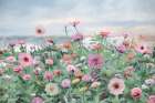 Seaside Zinnias II Art Print