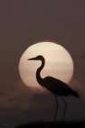 Heron at Sunset Art Print