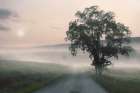 Foggy Country Road Art Print