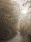 Foggy Forest Path Art Print