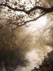Golden Glow Art Print