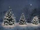 Twinkling Christmas Trees Art Print