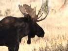 Antlered Wonder Art Print