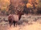 Elks Golden Antler Art Print