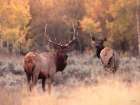 Elk Pair in Autumn Art Print
