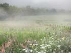 Misty Morning Meadow Art Print