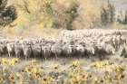 Herding the Sheep Art Print