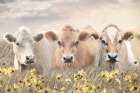 Trio of Cows Art Print