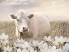 Bovine and Blossoms Art Print