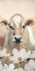 Floral Cow Trio III Art Print