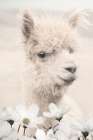 Floral Alpaca I Art Print