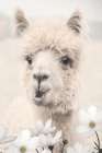 Floral Alpaca II Art Print