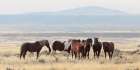 The Wild Bunch Art Print