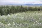 Mountain Wildflowers Art Print