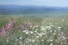 Hills of Wildflowers Art Print