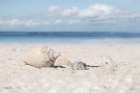 Sanibel Seashells Art Print