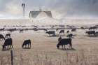 A Day at the Ranch Art Print