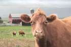 Nosey Cow Art Print