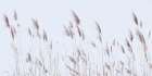 Reeds in the Wind Art Print