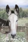Curious Donkey Art Print