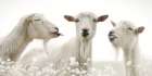 Barnyard Bad Boys Art Print