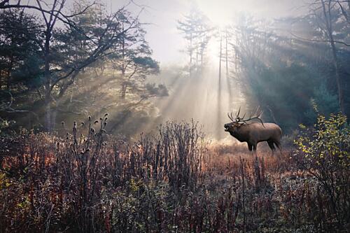 Bugling Elk Art Print