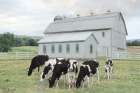 Dairy Days Art Print