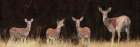 Whitetail Watch Art Print