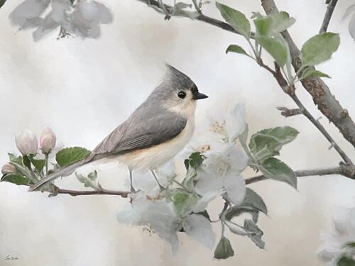 Apple Blossom Titmouse I Art Print