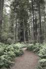 Redwood Trail Art Print