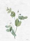 Botanical Trio II Art Print
