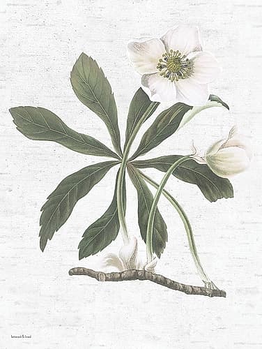 Botanical II Art Print