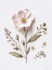 Pressed Flowers II Art Print