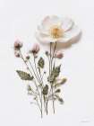 Pressed Flowers III Art Print