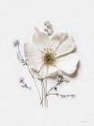 Pressed Flowers VI Art Print