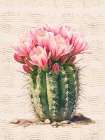 Cactus Charm III Art Print