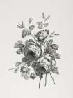 Floral Etching II Art Print