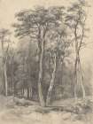 Vintage Tree Sketch Art Print