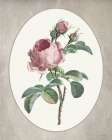 Floral Trio III Art Print