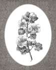 Vintage Botanical II Art Print