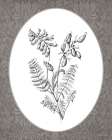 Vintage Botanical III Art Print