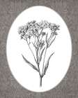 Vintage Botanical VI Art Print