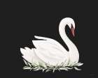 White Swan Portrait Art Print