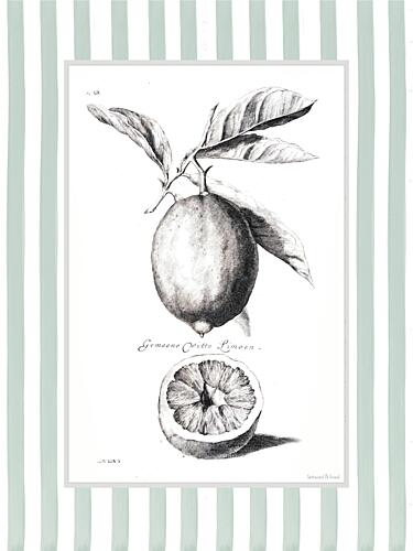 Citrus Sketch I Art Print