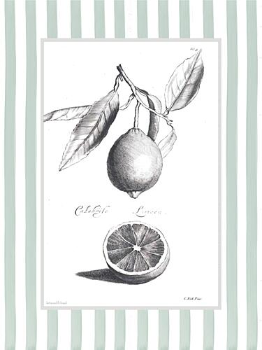 Citrus Sketch II Art Print