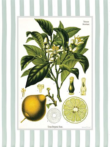 Citrus Bergamia Risso Art Print